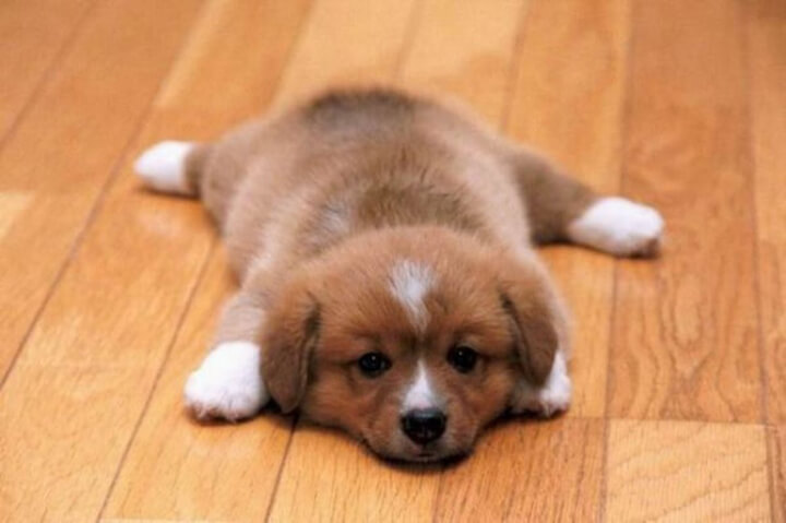 Puppy on Hardwood Floor